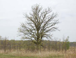 Bur Oak near Baldwin Road