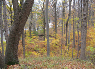 Woods overlooking the Grand River at Lincoln Brick (Photo and description by John Baumgartner)