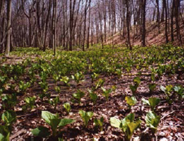 Skunk Cabbage in Eastgate floodplain