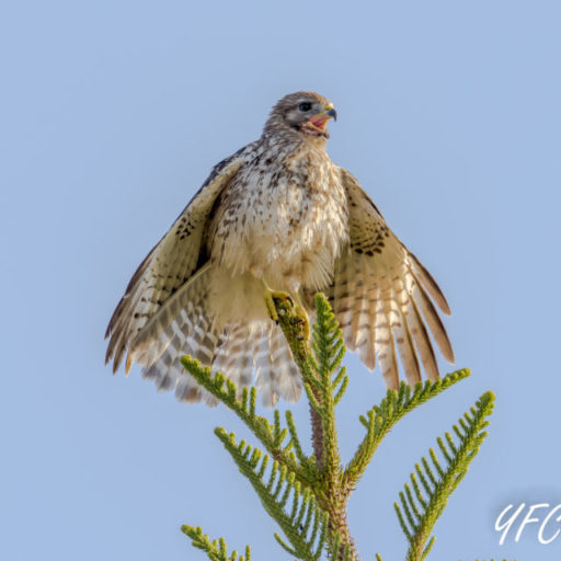 Juvenile Red Shoulder Hawk