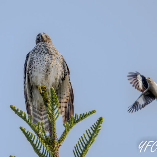 Two Juvenile Red Shoulder Hawk