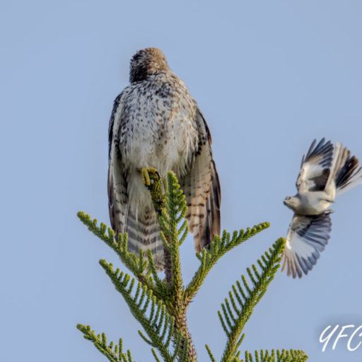 A Juvenile Red Shoulder Hawk perched on a tree
