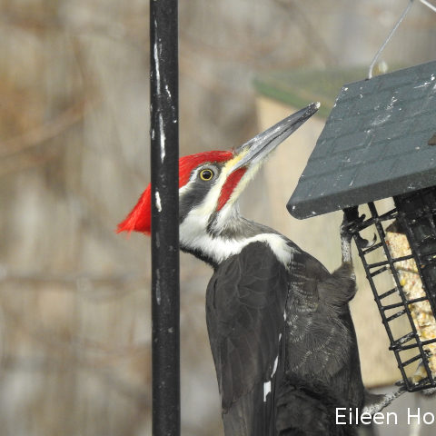 A pileated woodpecker hanging on a birdfeeder