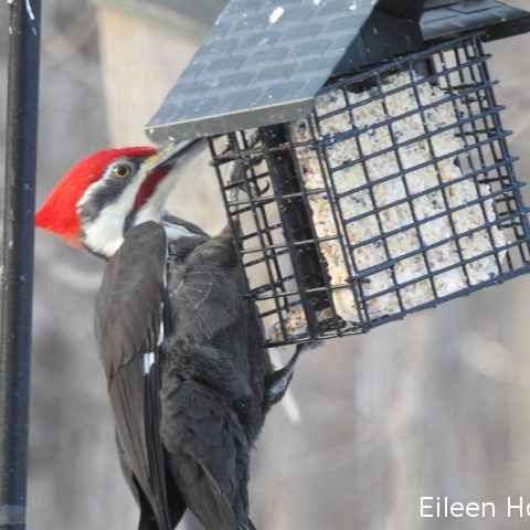 A pileated woodpecker eating from a birdfeeder