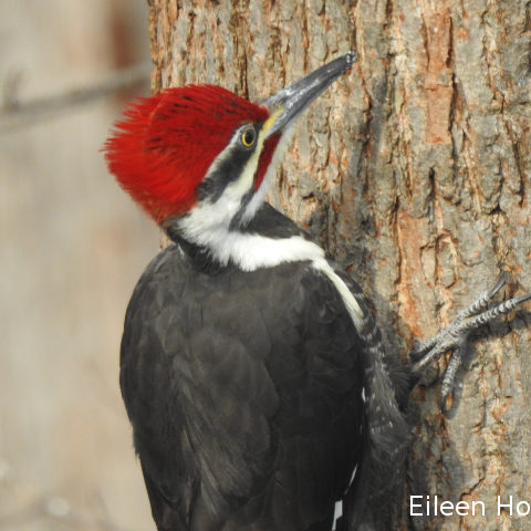 A pileated woodpecker on a tree