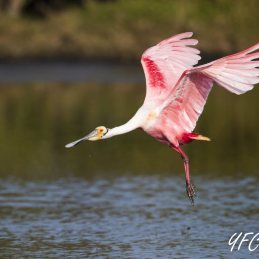 A flying roseate spoonbill