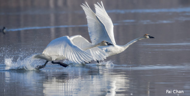 A photo of two trumpeters